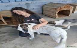 Mixed Breed dogs for adoption: Tuxedo, approx 3 yrs old. Available for adoption. - Image 7