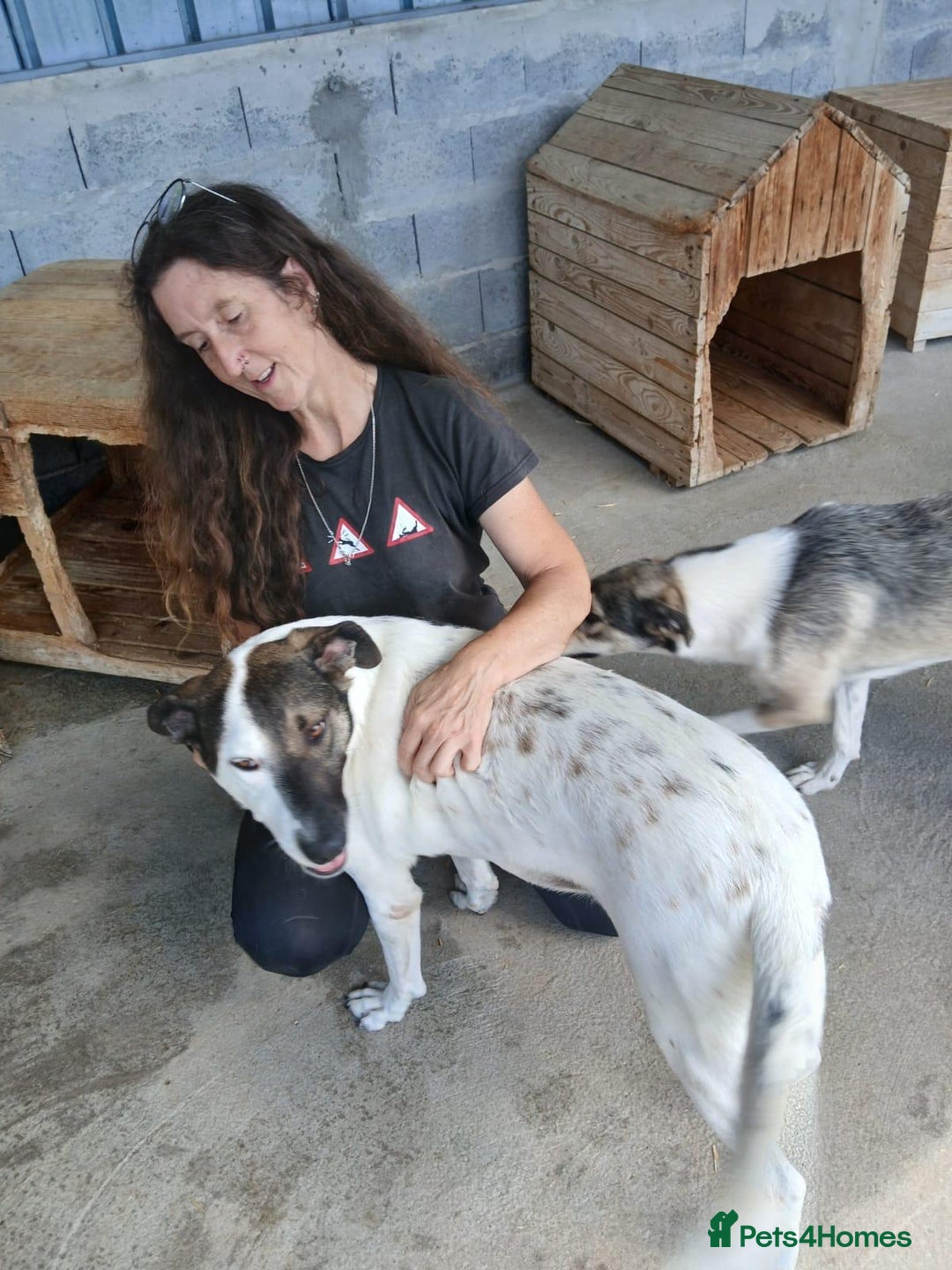 Mixed Breed dogs for adoption: Tuxedo, approx 3 yrs old. Available for adoption. - Image 7