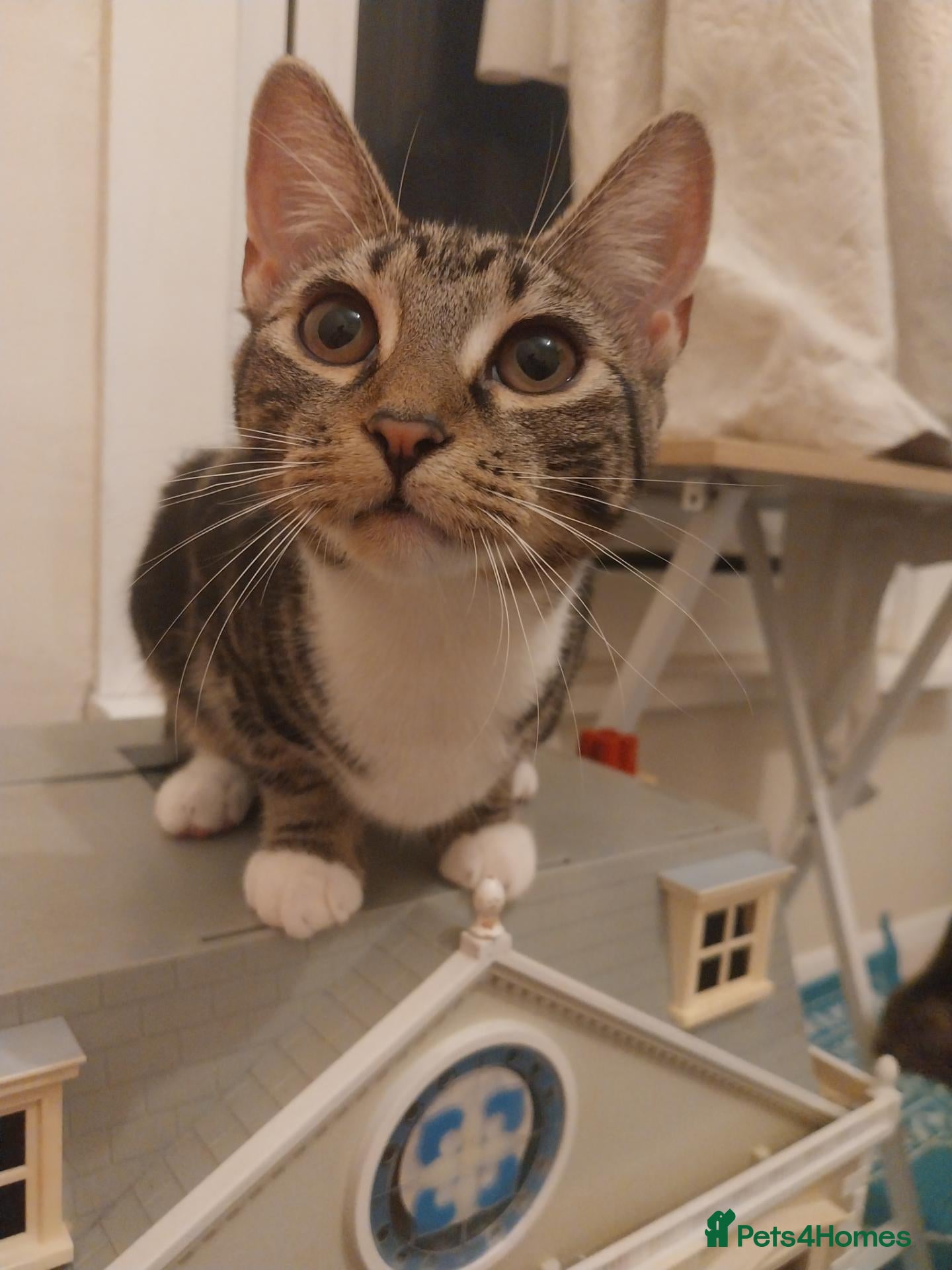Mixed Breed cats  Sweet girl kitten is looking for loving home  - Advert 2