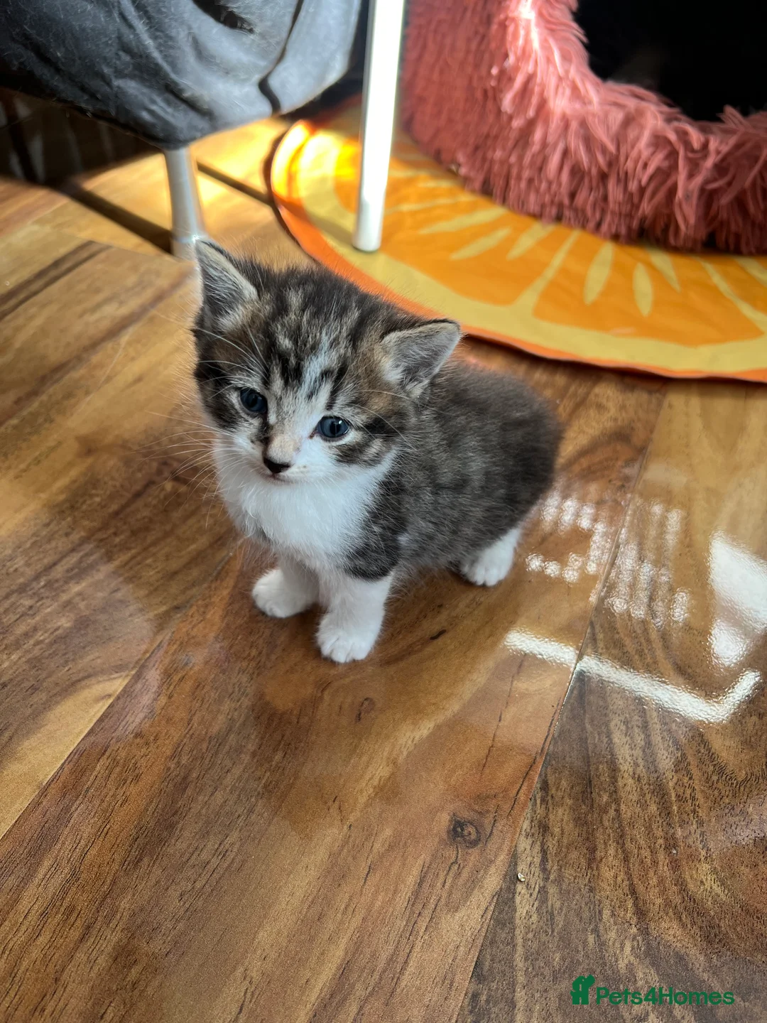 Mixed Breed cats for sale: Kitten available!  - Advert 2