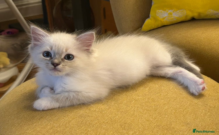 Ragdoll cats - Advert 4