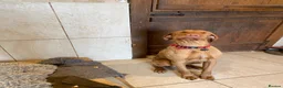 Hungarian Vizsla dogs for sale: Hungarian wire haired vizsla - Advert 11