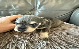 Miniature Schnauzer dogs for sale: KC MAC BVA MIniature Schnauzer puppies  - Image 8