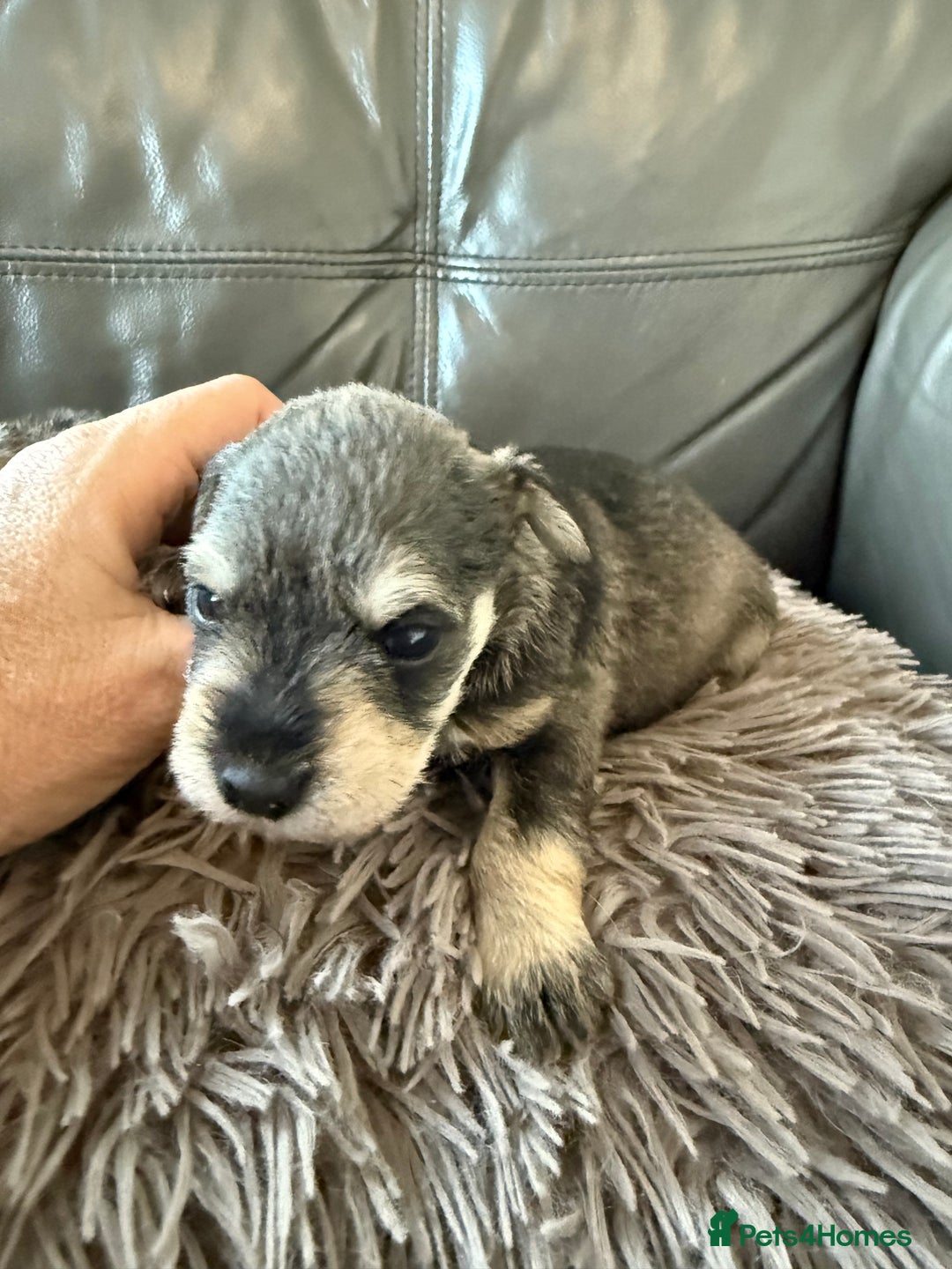 Miniature Schnauzer dogs for sale: KC MAC BVA MIniature Schnauzer puppies  - Image 8