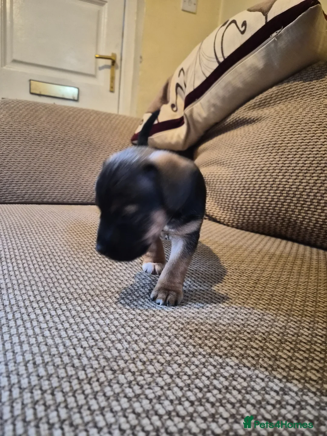 Mixed Breed dogs for sale: Jackrussles border  - Advert 2