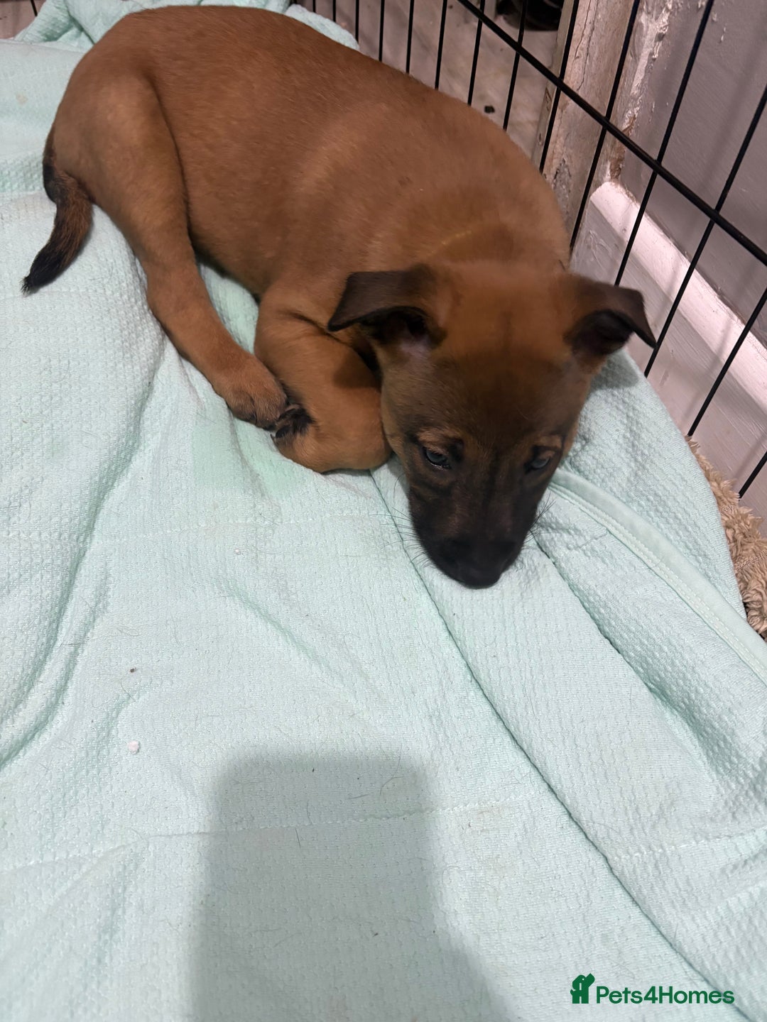 Mixed Breed dogs for sale: Belgian mali cross bullgreyhound PUPPIES  - Advert 23