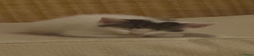 Domestic Shorthair Kitten 2