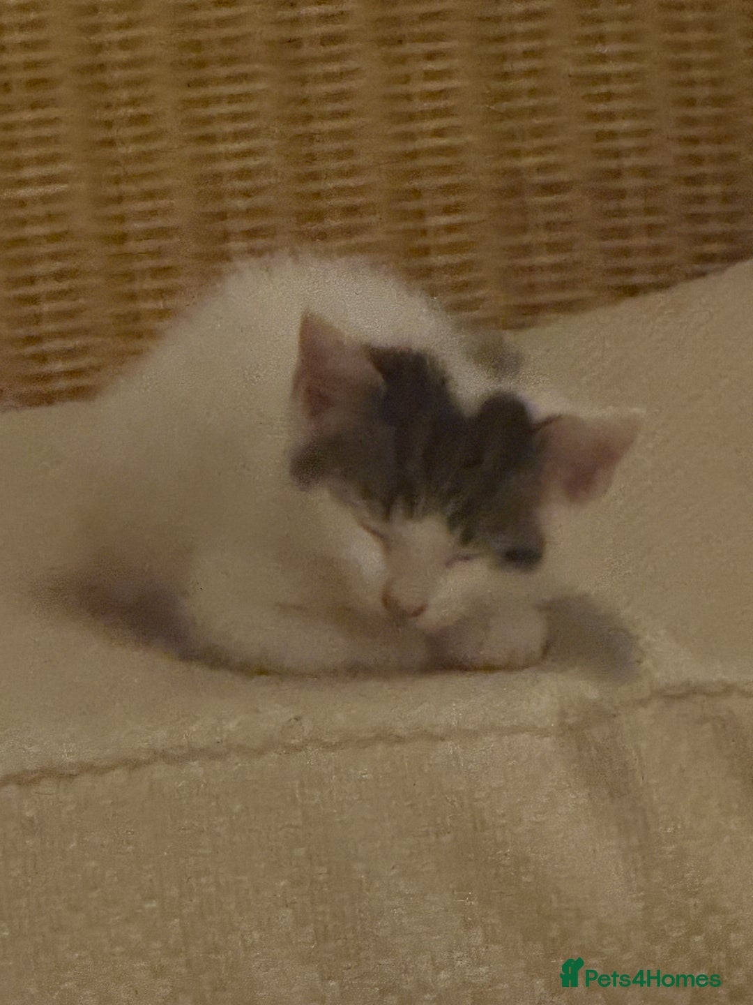 Domestic Shorthair cats for sale: 🐾 Kittens for Sale – White & Tabby 🐾 - Image 12