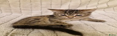 Mixed Breed Kitten 1