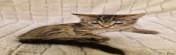 Mixed Breed cats for sale: Playful Kittens - Advert 20