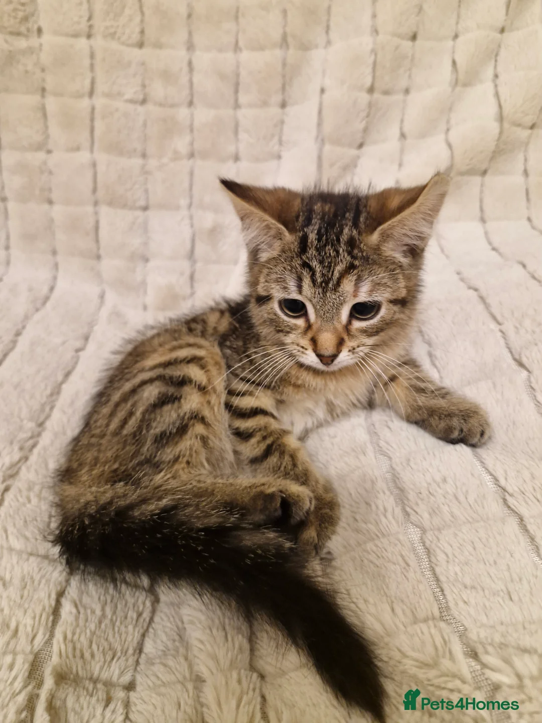 Mixed Breed cats for sale: Female Tortie kitten  - Advert 10