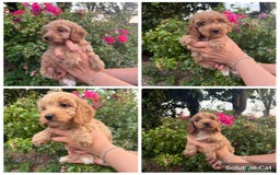 Cockapoo dogs for sale: Only 4 girls left, health checked, ready to go.  - Image 1