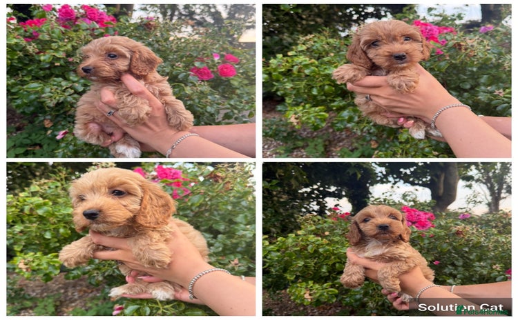 Cockapoo dogs - Advert 16