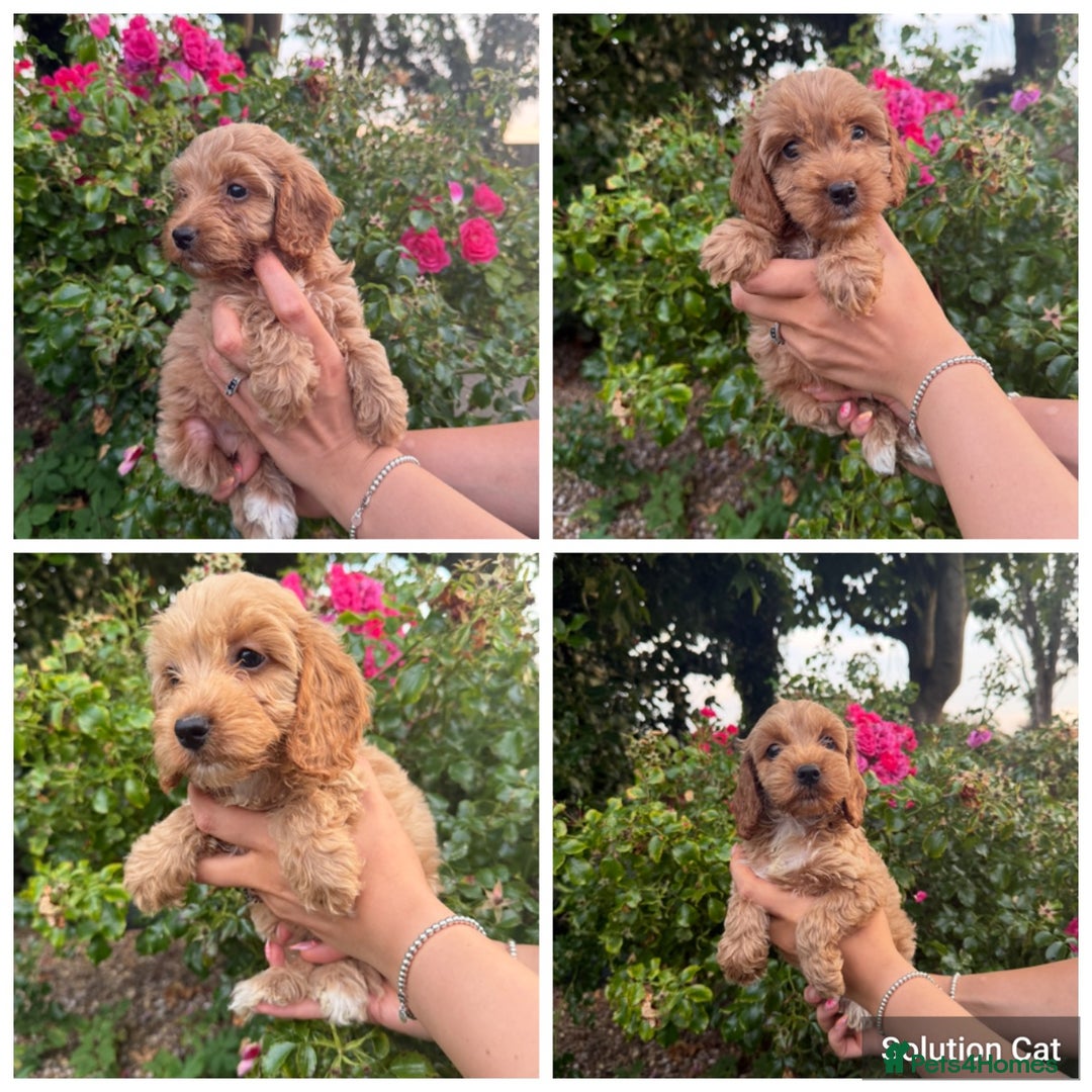 Cockapoo dogs for sale: Only 4 girls left, health checked, ready to go.  - Image 1