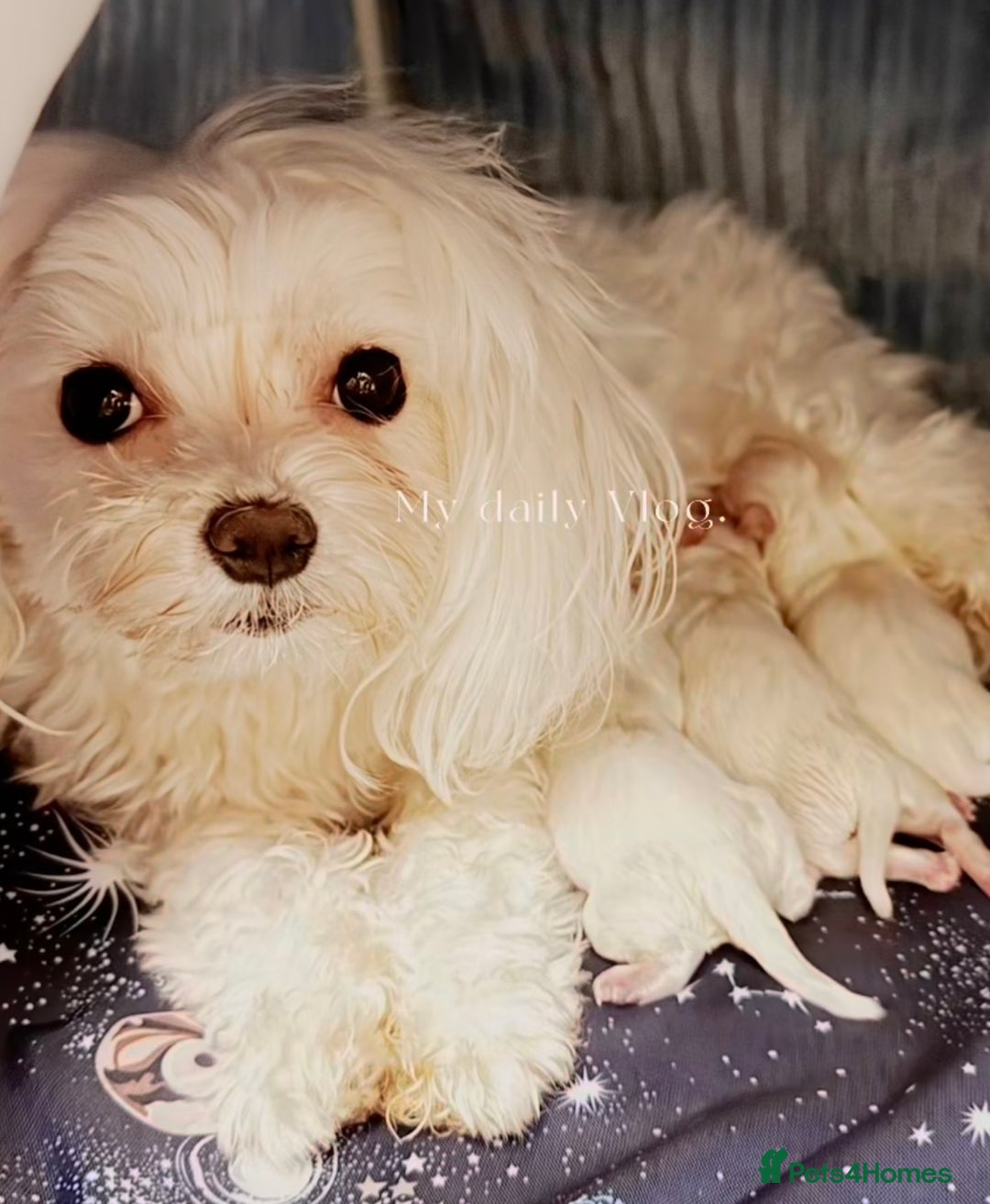 Maltipoo dogs for sale: Adorable Maltipoo Puppies - Image 9