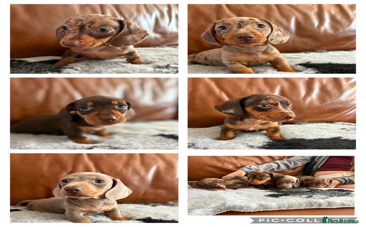 Dachshund dogs - Advert 6
