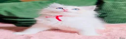 Ragdoll cats for sale: READY NOW — BEAUTIFUL RAGDOLL KITTENS - Advert 8