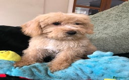 Mixed Breed dogs for sale: shihtzu x toy poodle puppies for sale - Image 15