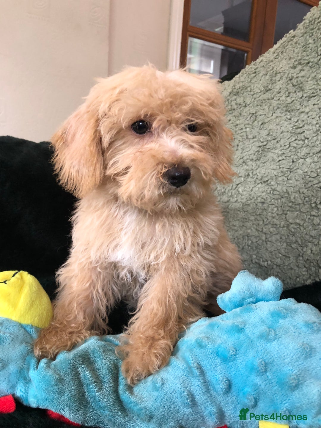 Mixed Breed dogs for sale: shihtzu x toy poodle puppies for sale - Image 15