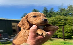 Cocker Spaniel dogs for sale:  *ONLY 1 LEFT* BLACK & TAN KC COCKER DOG  - Image 10