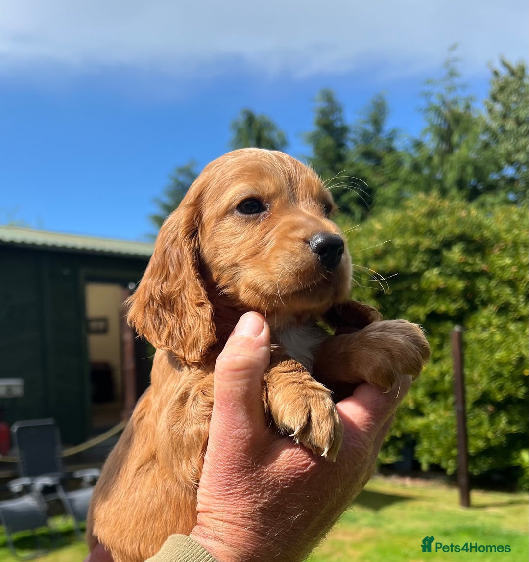 Cocker Spaniel dogs for sale:  *ONLY 1 LEFT* BLACK & TAN KC COCKER DOG  - Image 10