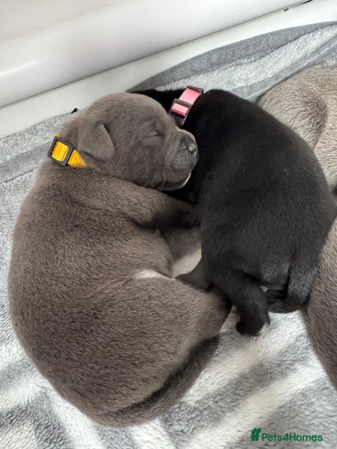 Staffordshire Bull Terrier dogs for sale: 9 chunky stuffy puppies - Image 18