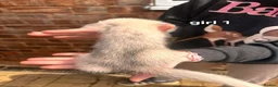 Ferret rodents for sale: Litter of 6 stunning ferrets  in Worksop - Advert 2