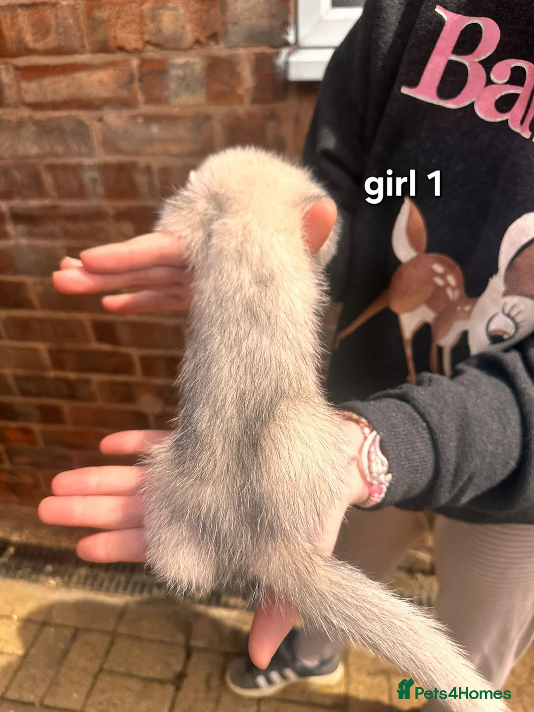 Ferret rodents for sale: Litter of 6 stunning ferrets  in Worksop - Advert 2