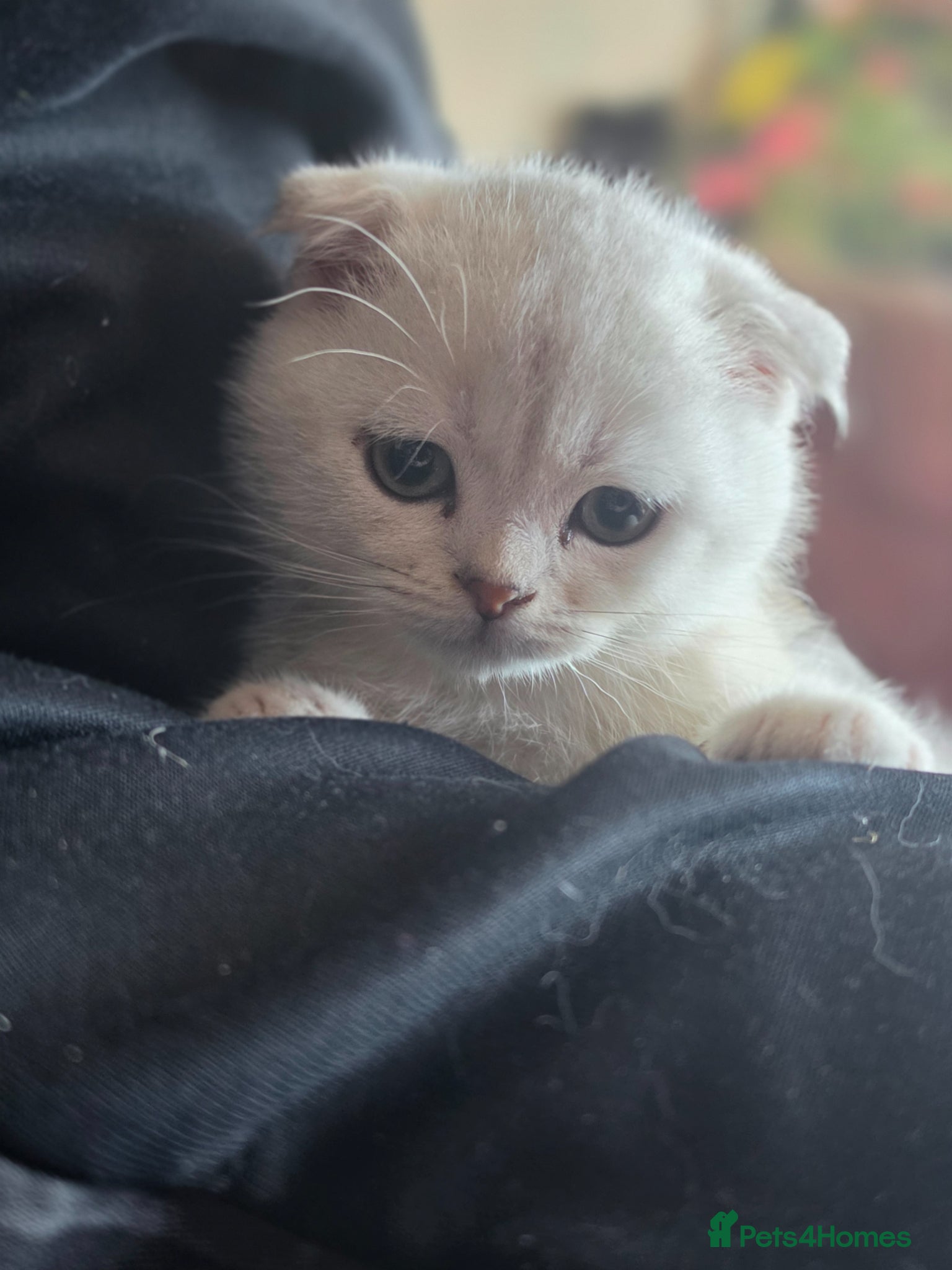British Shorthair cats 🥰💞💓 LAST BOY   KITTEN SCOTTISH RARE COLOR - Advert 11