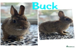 Netherland Dwarf rabbits for sale: Pure breed Netherlands dwarf male and female - Image 9