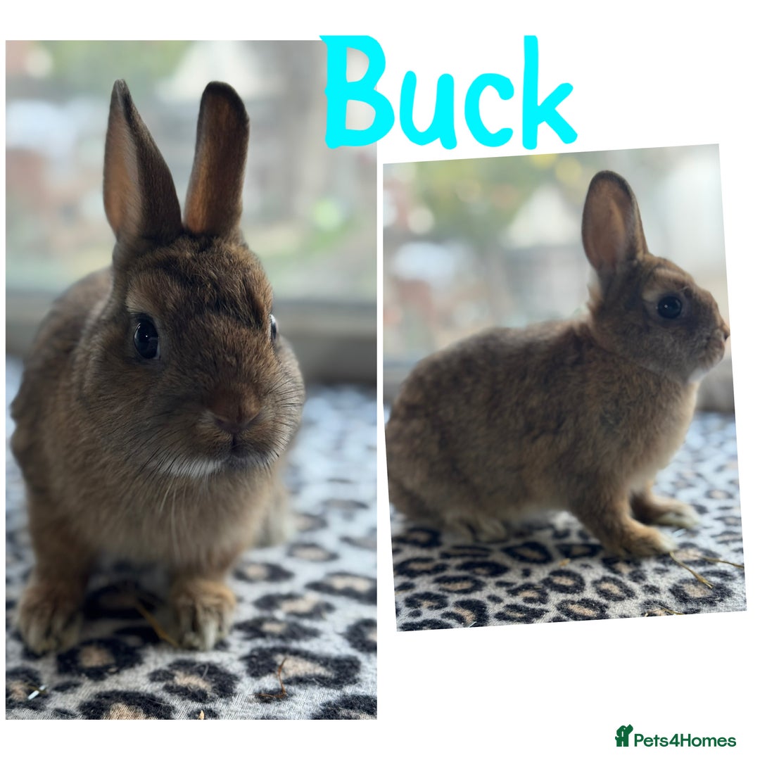 Netherland Dwarf rabbits for sale: Pure breed Netherlands dwarf male and female - Image 9