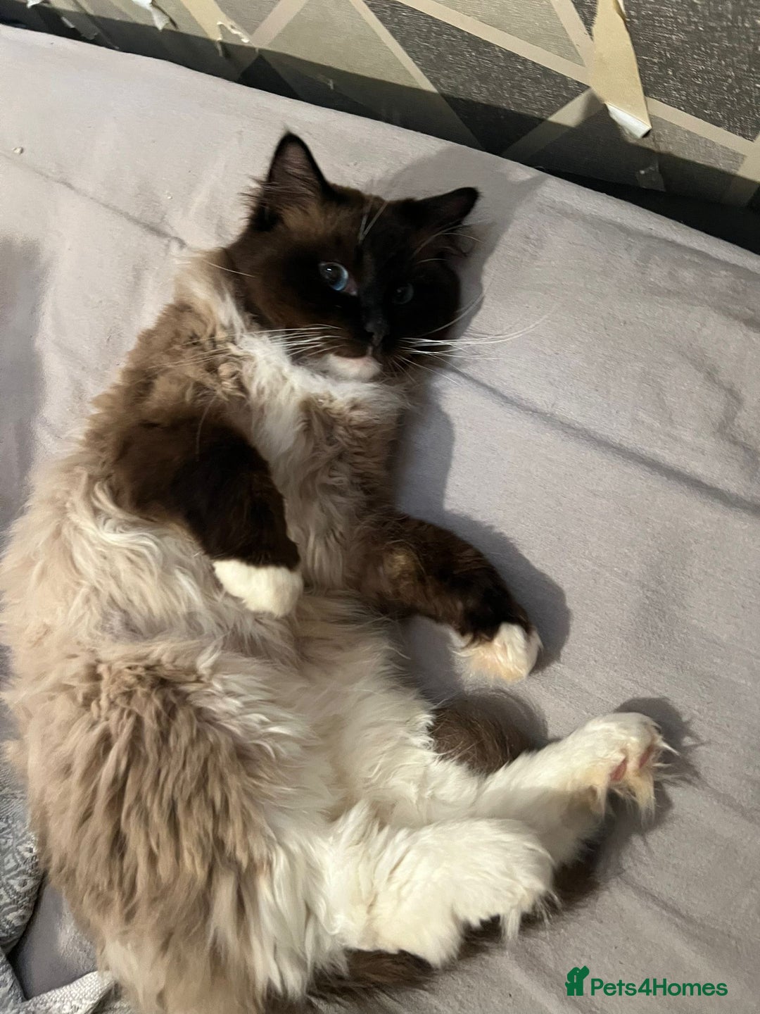 Ragdoll cats for sale: Half Ragdoll Kittens  - Advert 1