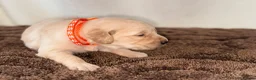 Golden Retriever dogs for sale: 🐾✨BEAUTIFUL GOLDEN RETRIEVER PUPS 🐾✨ in Maidstone - Advert 4