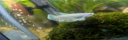 Bettas fish for sale: Female Dumbo fin Betta (White) in Pontefract - Advert 3