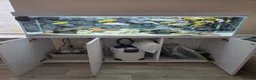 Cichlids fish for sale: Full tank set up & Cichlids  in Salford - Advert 2