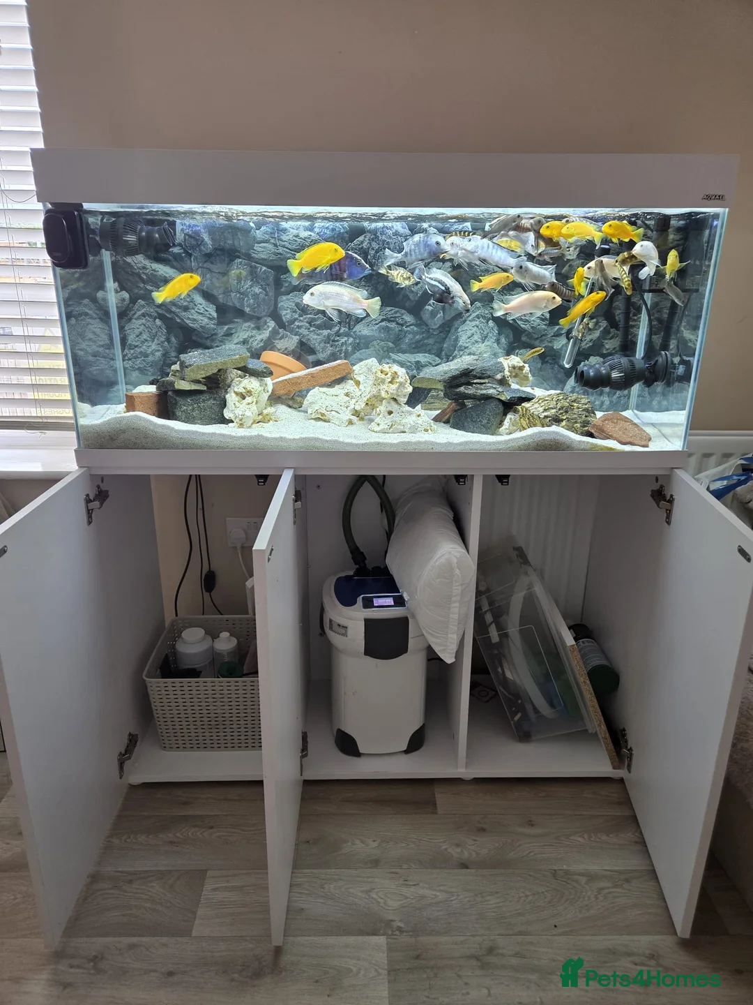 Cichlids fish for sale: Full tank set up & Cichlids  in Salford - Advert 2