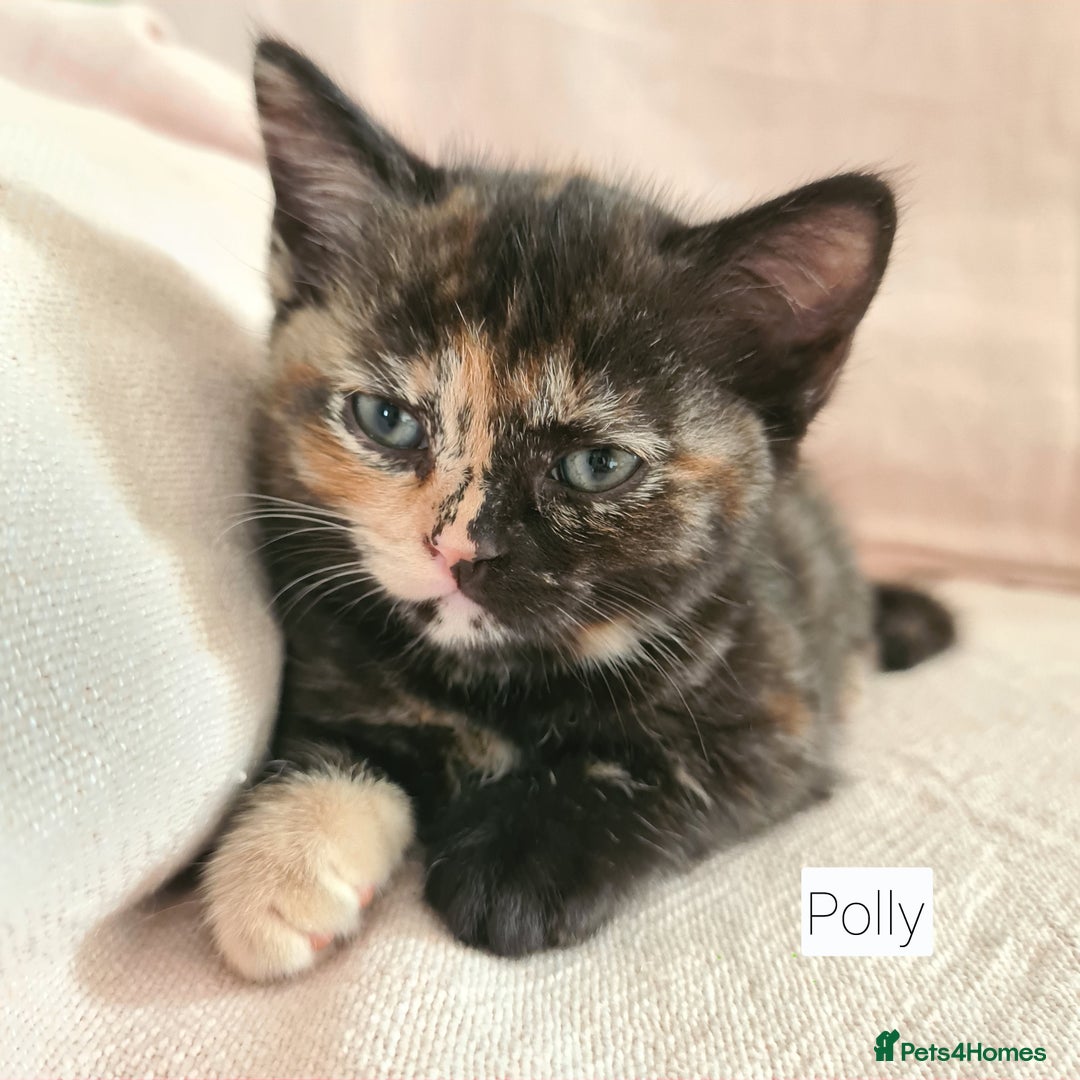 British Shorthair cats for sale: Beautiful British shorthair kittens - Image 18