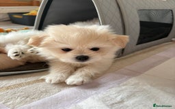 Pomapoo dogs for sale: Pomapoo Puppy - Advert 3