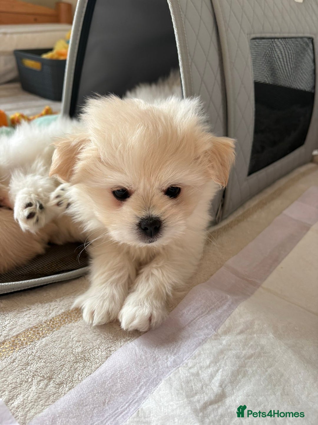 Pomapoo dogs for sale: Pomapoo Puppy - Advert 3