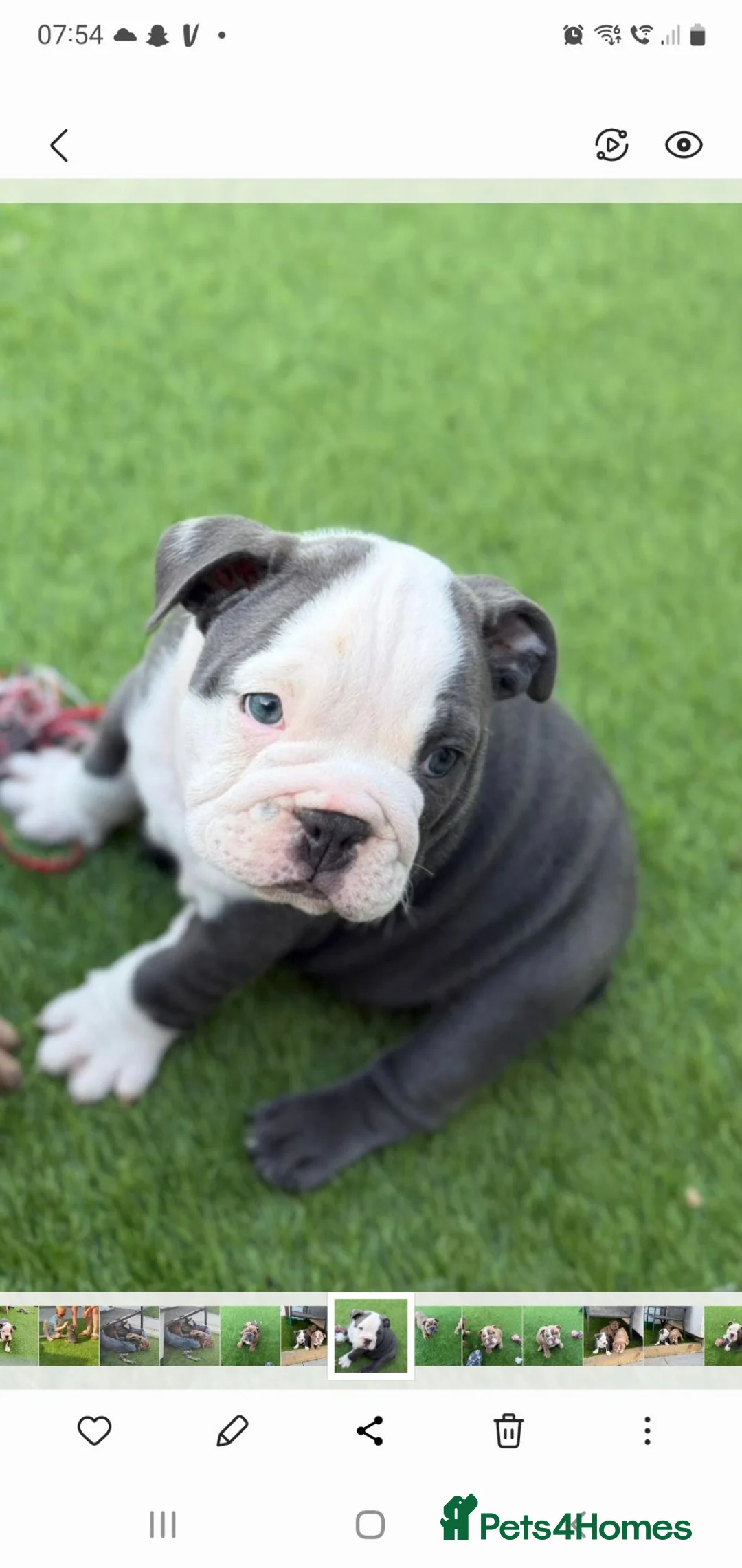 English Bulldog dogs for sale: 4 beautiful English bulldog puppies  - Advert 1