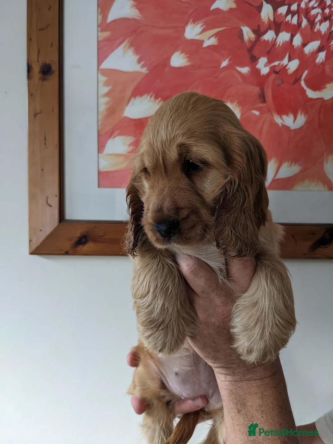 Cocker Spaniel dogs for sale: Beautiful Sable Show Cocker Spaniels - Advert 9