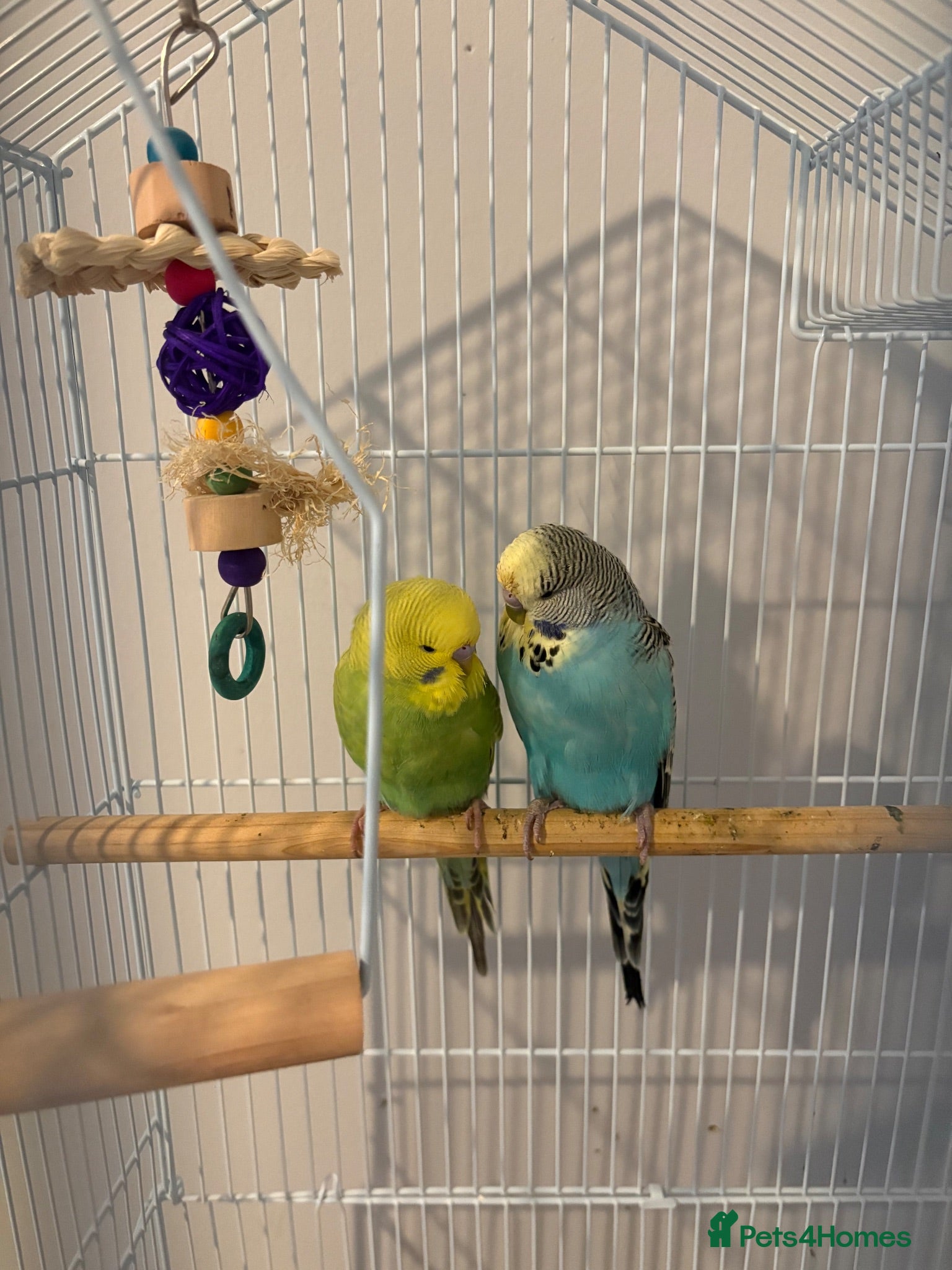 Budgerigars birds Budgies for sale - Advert 2