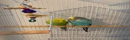 Budgerigars birds for sale: Budgies for sale in Haverfordwest - Advert 1
