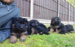 German Shepherd dogs for sale: Outstanding KC longhaired german shepherd puppies - Image 6