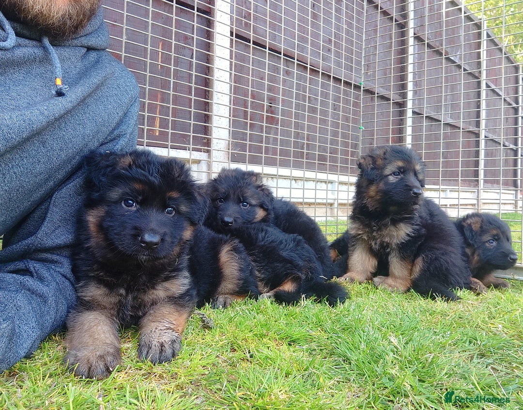 German Shepherd dogs for sale: Outstanding KC longhaired german shepherd puppies - Image 6