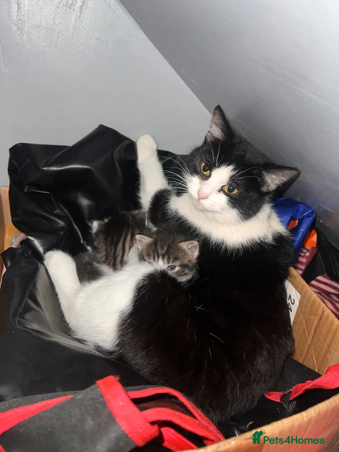 Mixed Breed cats for sale: Beautiful trio of Kittens - Advert 4