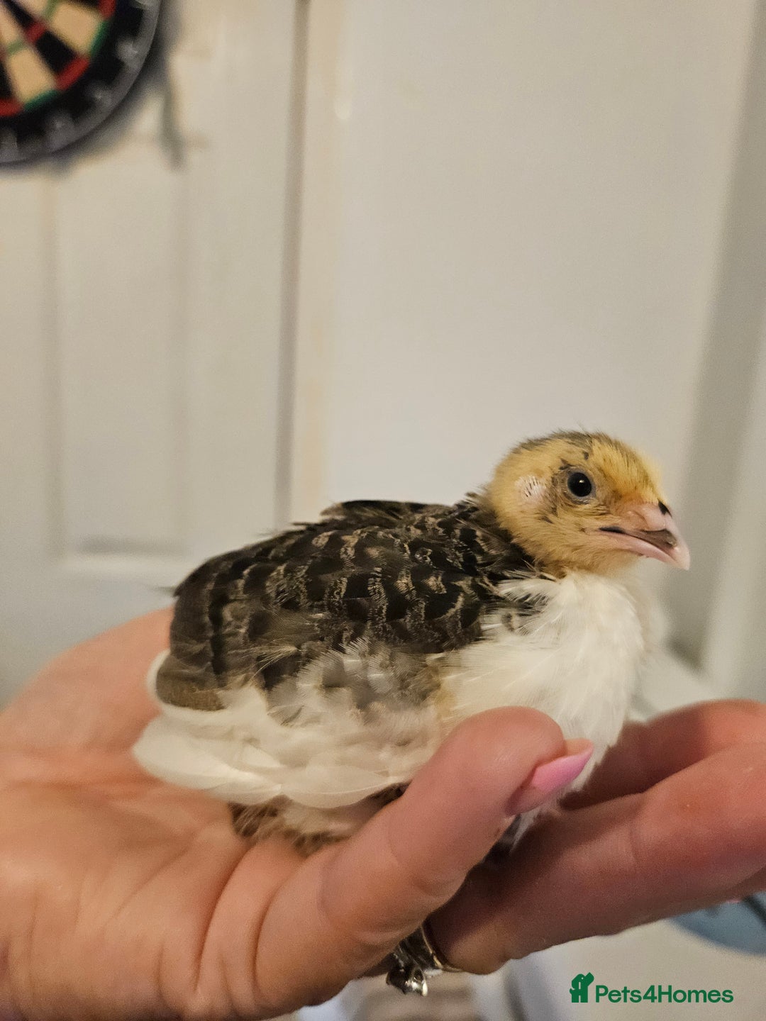 Quail poultry for sale: Quails  - Image 8