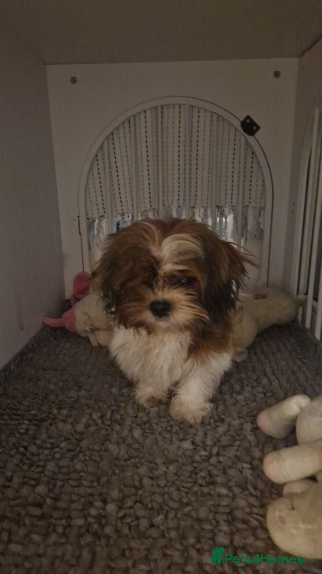 Shih Tzu dogs for sale: X2 Shih tzu puppies  - Image 1