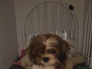 Shih Tzu dogs for sale - Advert 1