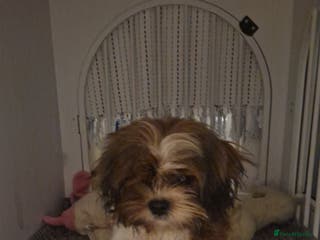 Shih Tzu dogs Shih tzu puppies - Advert 15